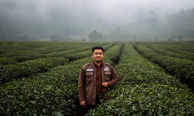 Manajer kebun teh berdiri di antara barisan tanaman teh berkabut di Pageralam
